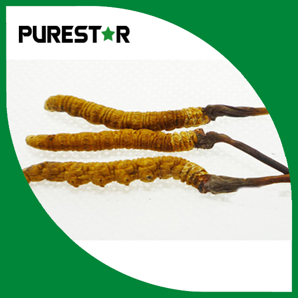 Cordyceps sinensis extract 20%Beta Glucan