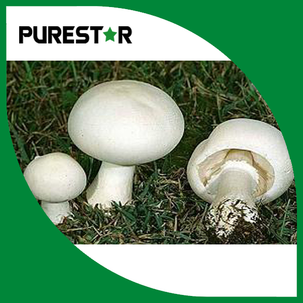 Agaricus bisporus extract 25% Beta Glucan