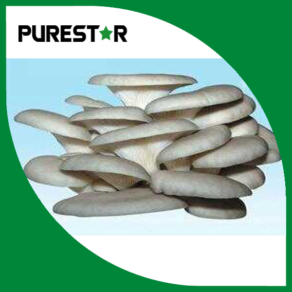 Pleurotus ostreatus extract 15% Beta Glucan