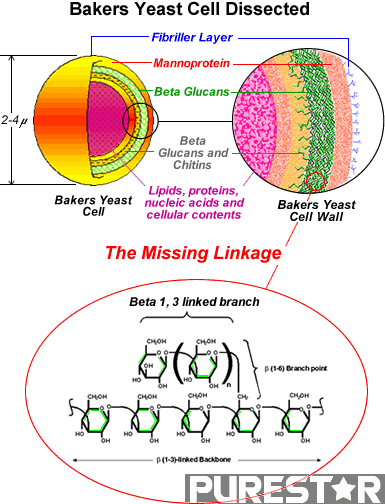 detailed structure of Yeast Beta Glucan