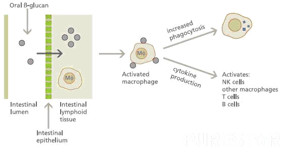 How does Yeast beta glucan work