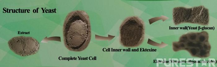 structure of yeast 