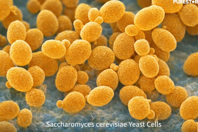Saccharomyces cerevisiae yeast cells under microscope showing microbial source used for yeast protein production